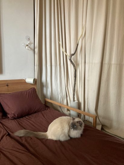 cat on a bed