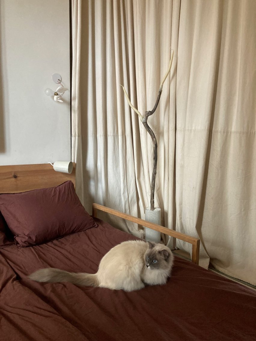 cat on a bed