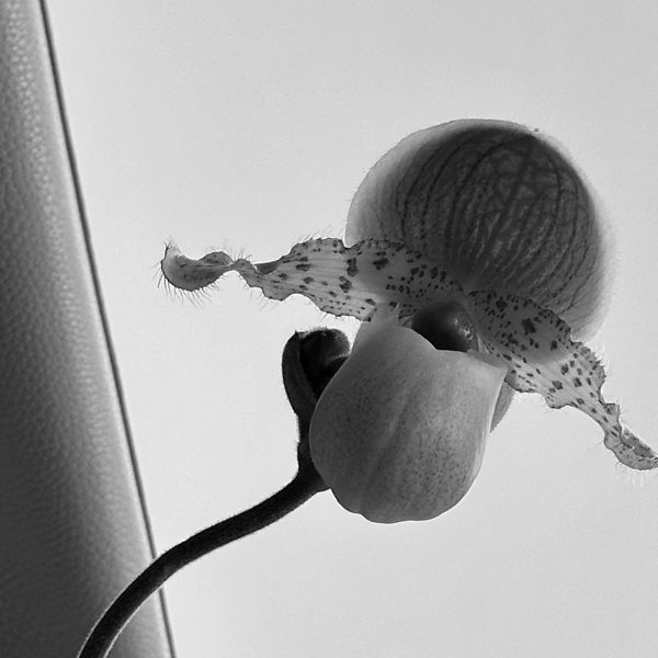 Black and white photo of a flower