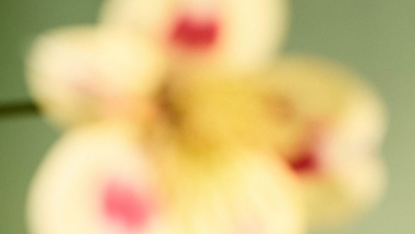 Close up, blurry photo of a flower