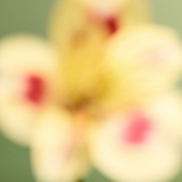 Close up, blurry photo of a flower