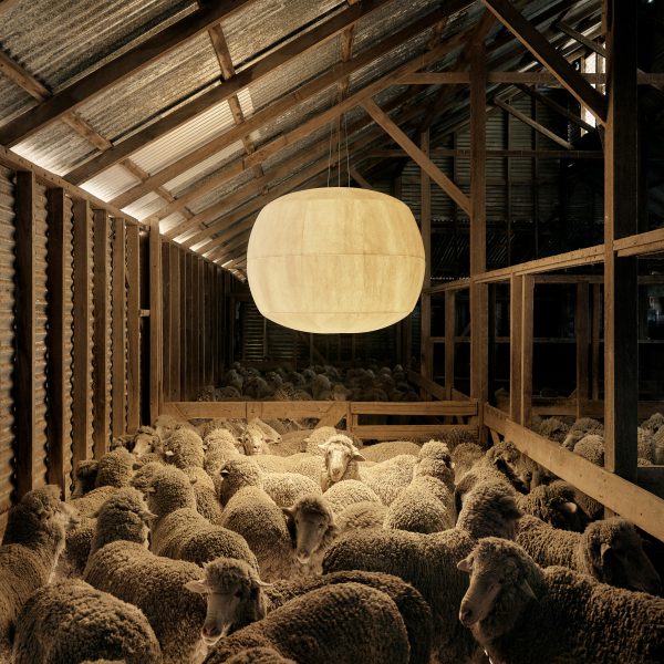Lamp hung up in sheep pen