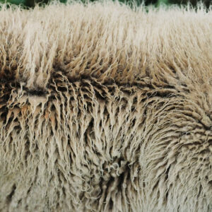 Close-up photograph of sheep's wool
