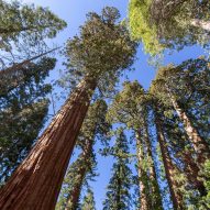 Trees USA