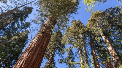 Trees USA