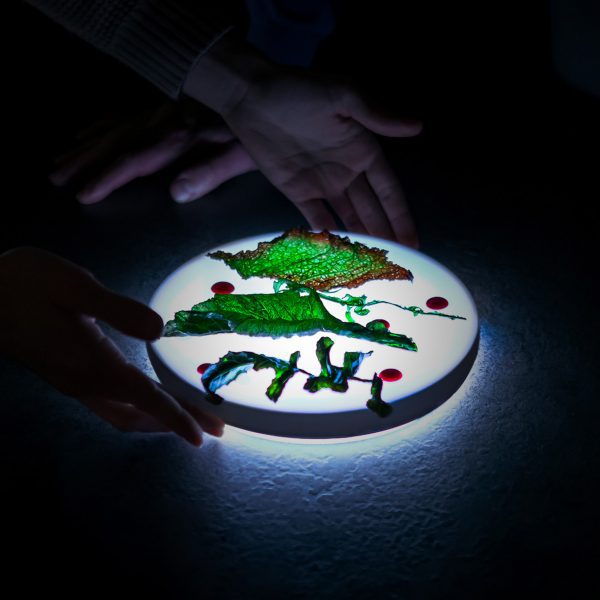 Illuminated plate with food on it