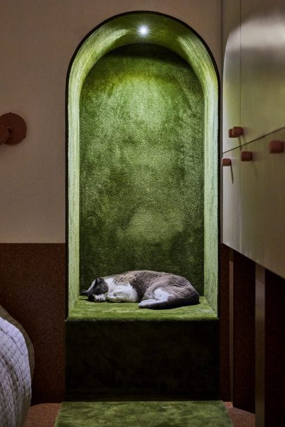 cat sleeping