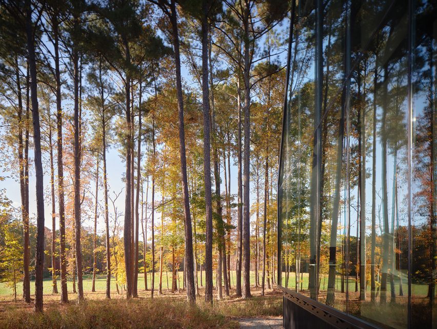 Forest with glass