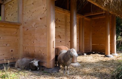 Sheep pen in Japan by 2m26