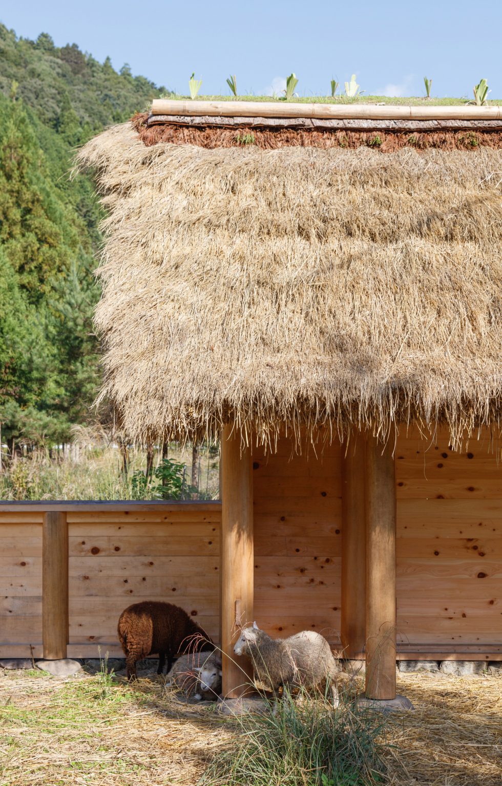 Hitsujigoya sheep pen in Japan by 2m26