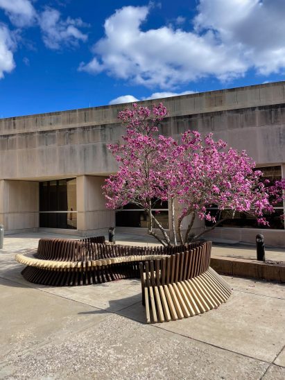 a photograph of a wooden curved bench placed next to a pink blossom tree