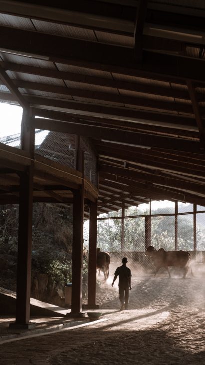 Inside of Gaushala dairy facility by Studio Saar