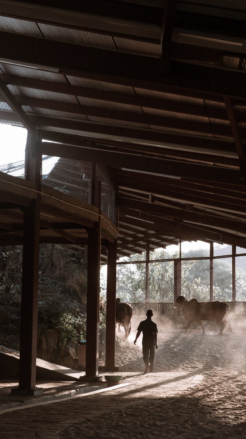 Gaushala dairy facility by Studio Saar