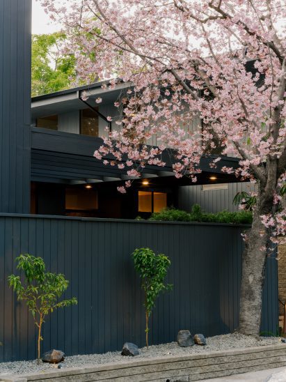 Black-painted house with a cherry tree in bloom