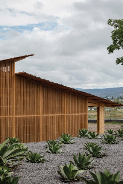 Building end with offset pitched roofs surrounded by agave plants