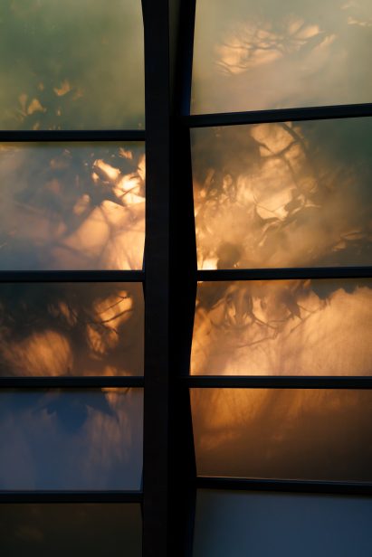 Photography showing silhouette of leaves through translucent panels of the pavilion structure