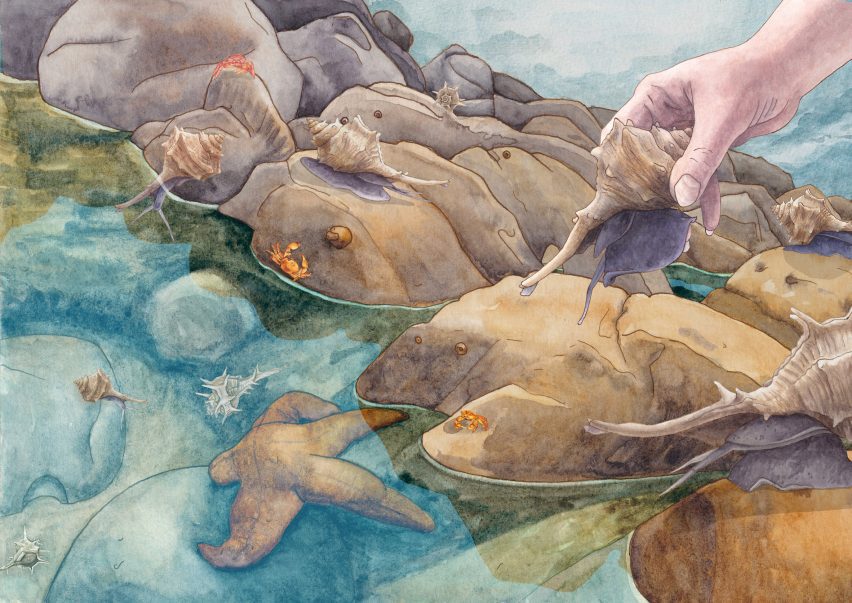 an illustration showing a person's hand taking a shell out of water