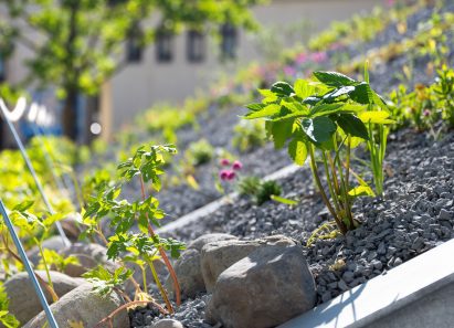 Edible plants growing on Oslo pavilion 