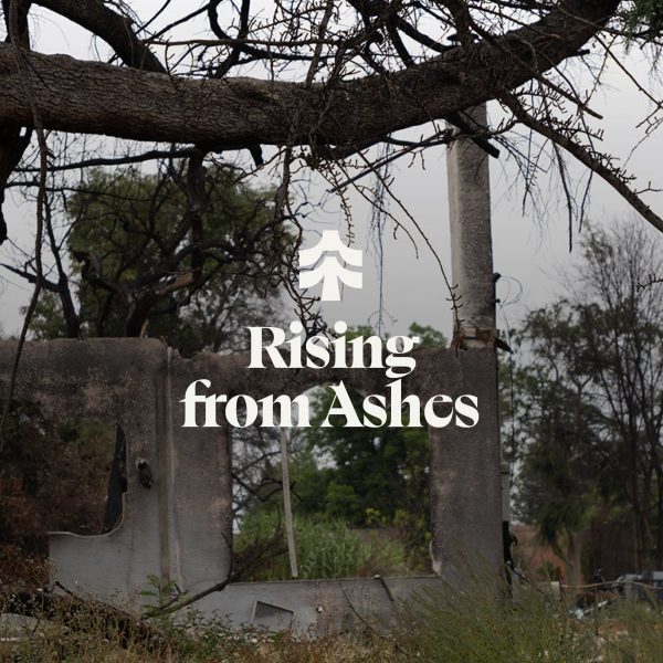 Rising from Ashes