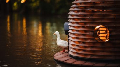 Call duck looking out from shelter at night