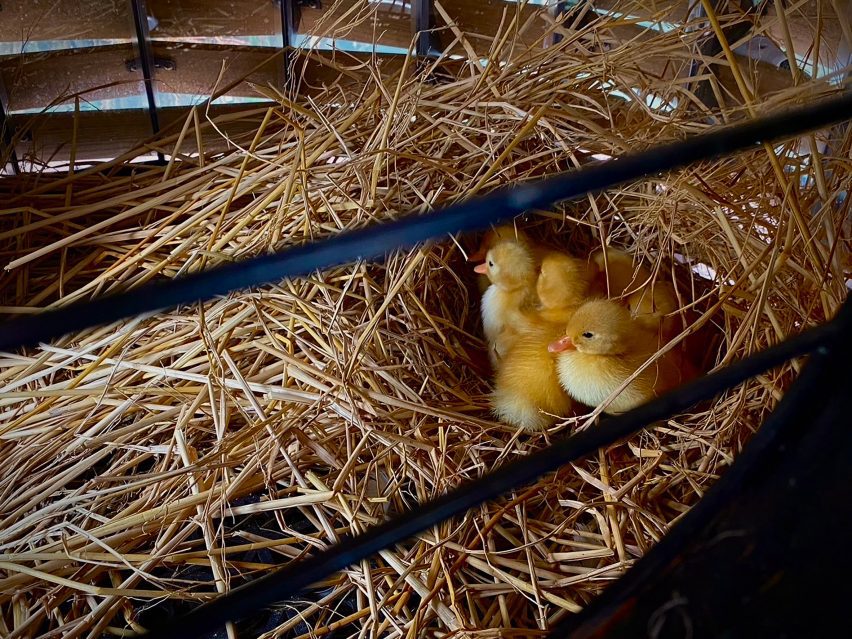 Ducklings in straw Nesting Plan