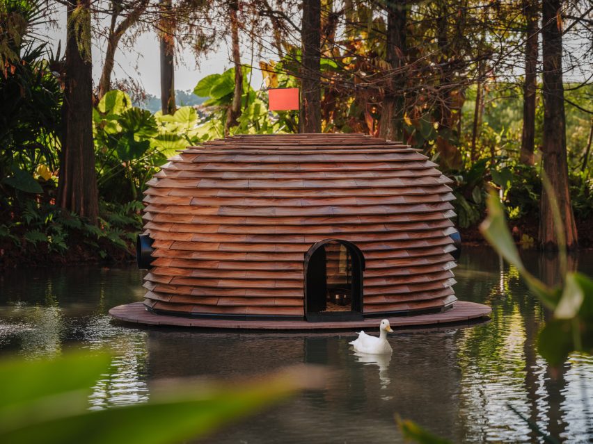 Call duck swimming beside wooden shelter