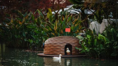 Two ducks using floating wooden shelter