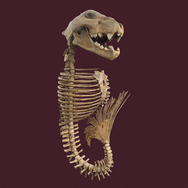 Fossil