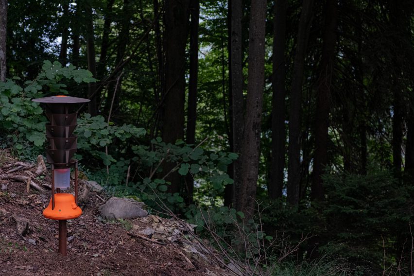 a photograph of a sensory in a forest