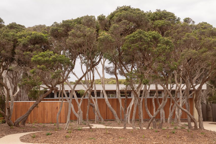 Cluster of native trees outside house