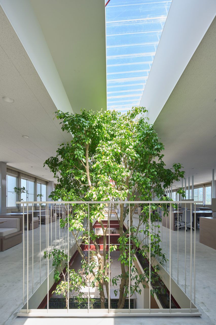 Tree growing into second floor of office