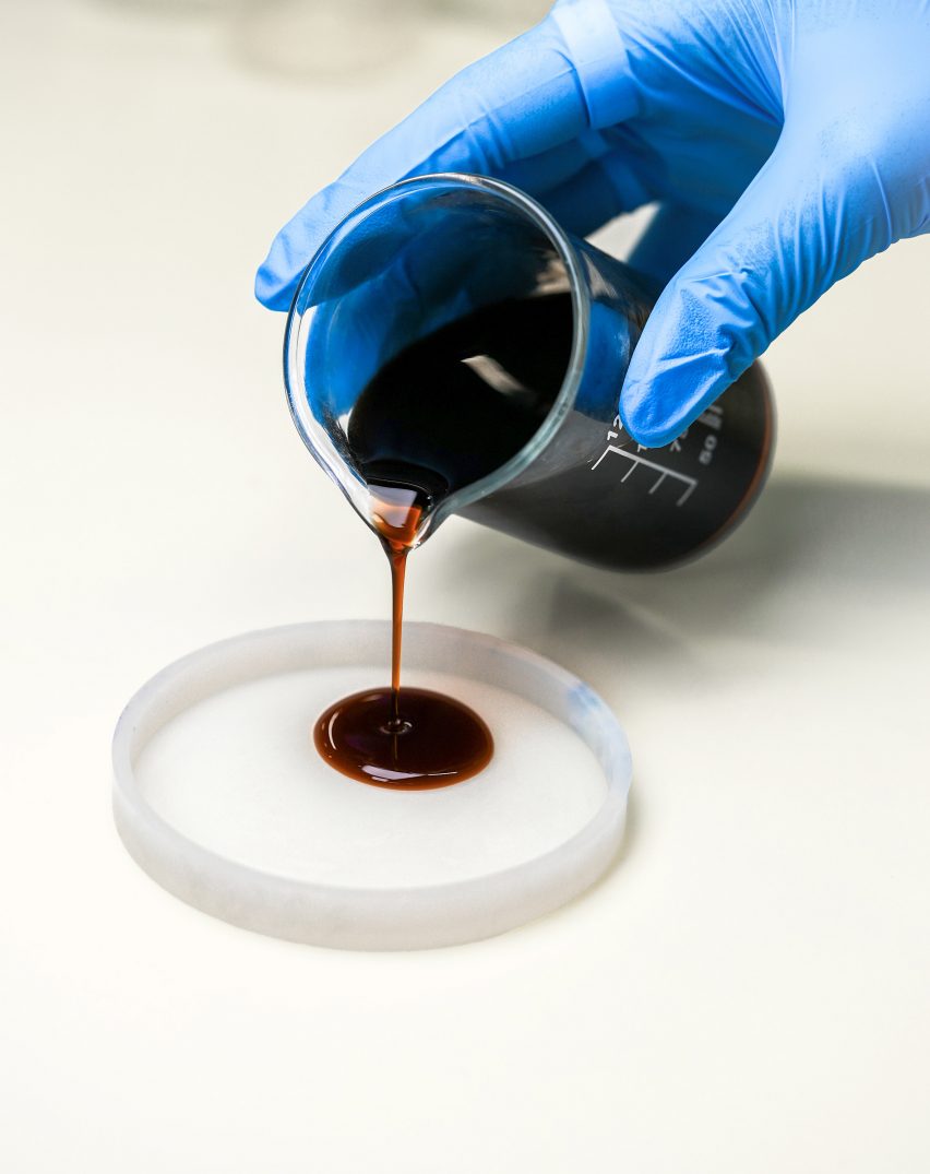 Photo of a blue-gloved hand pouring a beaker of thick dark brown liquid into a petri dish