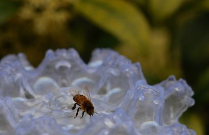 Close-up photo of a bee exploring the iridescent clear resin surface of Faux Flora flower