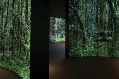 Screens of forest videos