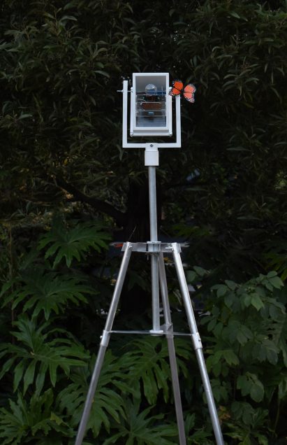 Monarch Migration Monitoring Sensors, Canal-IA by Design, Innovation and Technological Entrepreneurship students