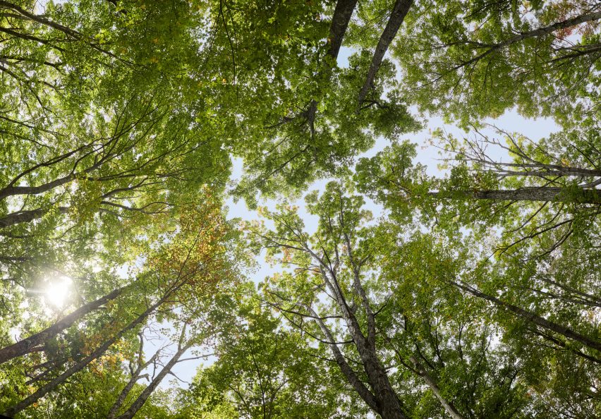 Forested Future film stills
