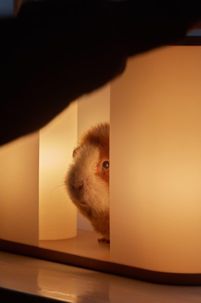 Solaris lamp by Sol Rybakken Kallin for Blond with guinea pig