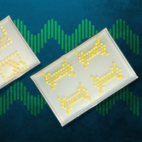MIT bacterial transitors