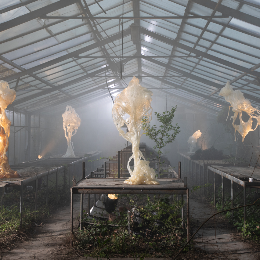 Ghost Orchid